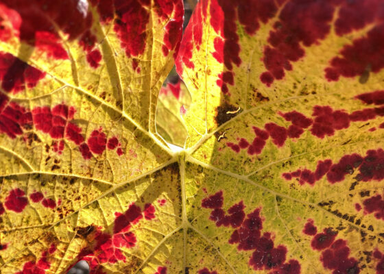 feuille_Vignoble