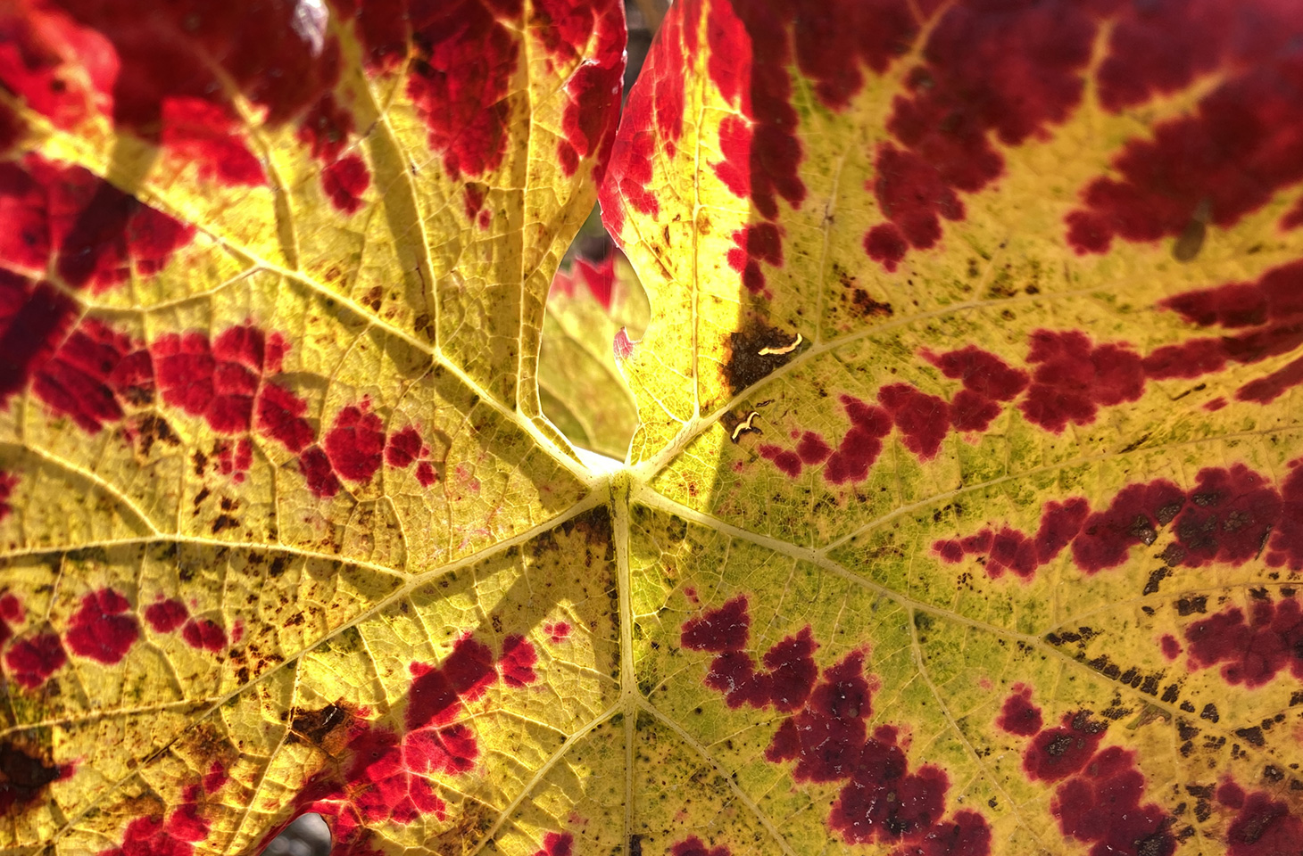 feuille_Vignoble